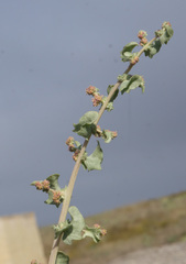 Atriplex argentea