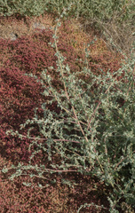Atriplex argentea
