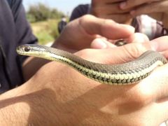 Thamnophis melanogaster