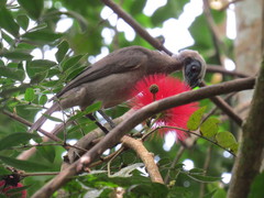 Philemon buceroides yorki