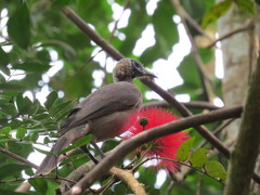 Philemon buceroides yorki