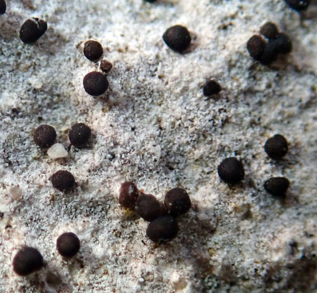 Catillaria glaucogrisea