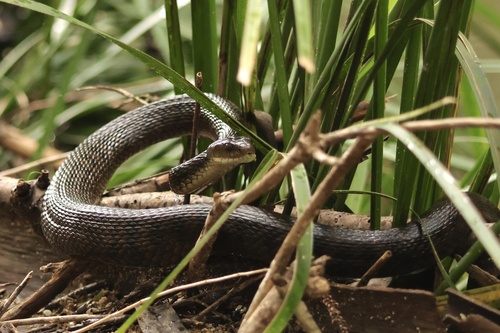 Rough-scaled Snake sighting