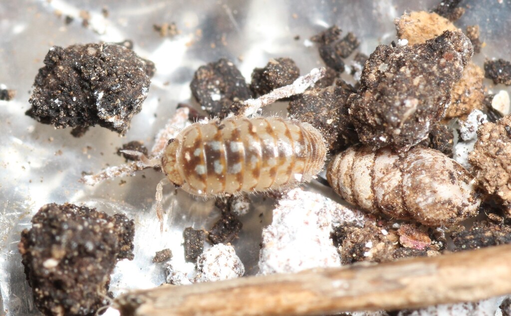 Ballodillium pilosum