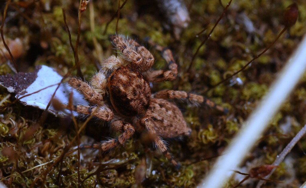 Aelurillus balearus