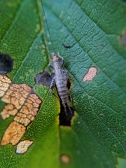 Arachnocephalus vestitus