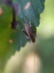 Arachnocephalus vestitus