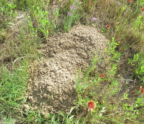 Attwater's Pocket Gopher