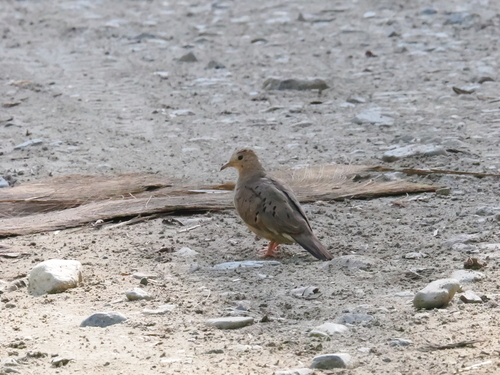 Common Ground Dove (Columbina passerina)