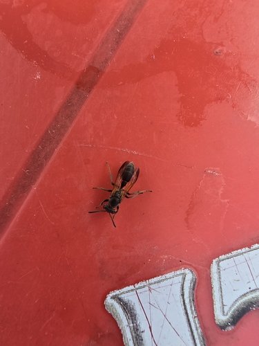 Ferocious polybia wasp