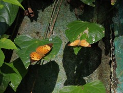 Cupha erymanthis lotis