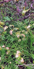 Puccinia myrsiphylli