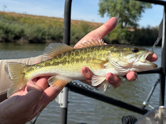 Alabama Bass photo 5