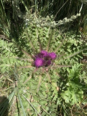 Cirsium scariosum congdonii