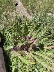 Cirsium scariosum congdonii