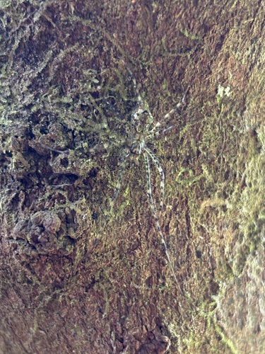 Tetragnatha quasimodo observed 2025-04-22