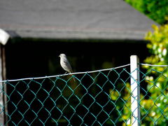 Phoenicurus phoenicurus