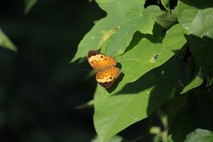 Cupha erymanthis lotis
