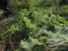 Sonchus grandifolius