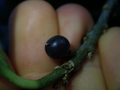 Melicytus chathamicus