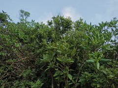 Melicytus chathamicus