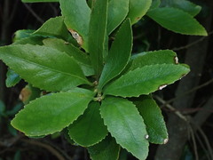 Melicytus chathamicus