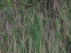 Poa chathamica