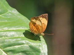 Cupha erymanthis lotis