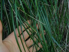Poa chathamica