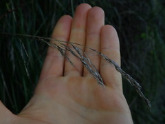 Poa chathamica