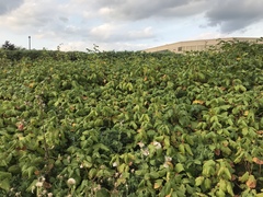 Toxicodendron radicans