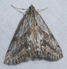 Evergestis simulatilis