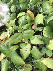 Toxicodendron radicans