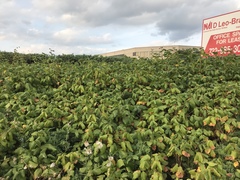 Toxicodendron radicans