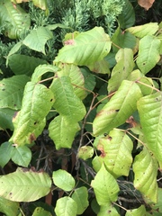 Toxicodendron radicans