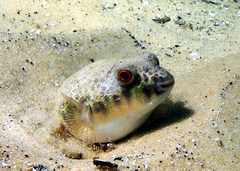 Tetractenos hamiltoni