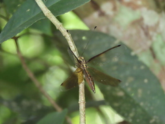 Acheron longus