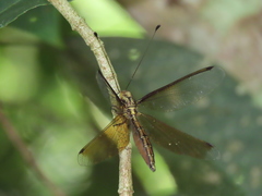Acheron longus