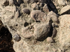 Nacellidae