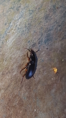 Harpalinae