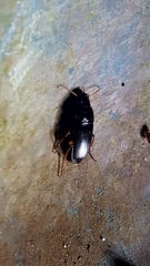 Harpalinae