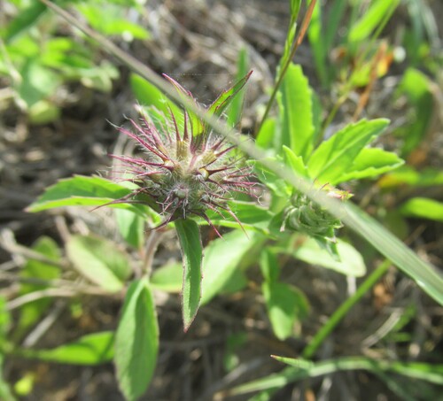 Image of Monarda clinopodioides by (c) Linda Jo Conn, some rights reserved (CC BY)