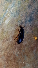 Harpalinae