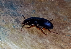 Harpalinae