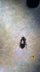 Harpalinae
