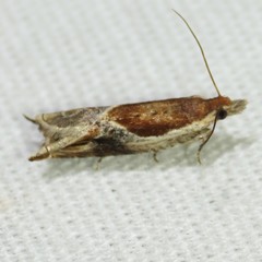 Ancylis definitivana