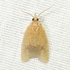 Sparganothoides machimiana