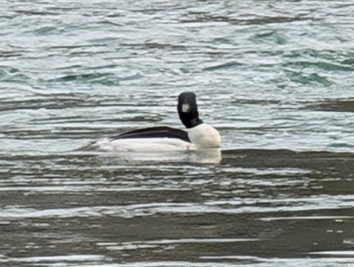 Gänsesäger