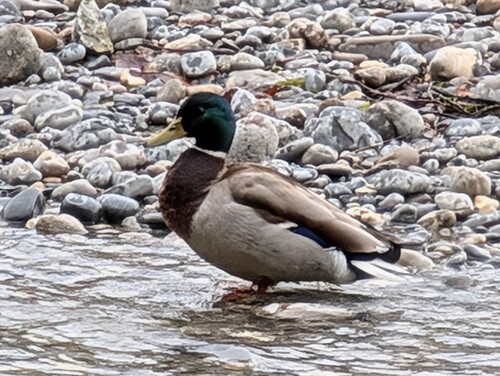 Stockente