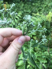 Neolasioptera perfoliata